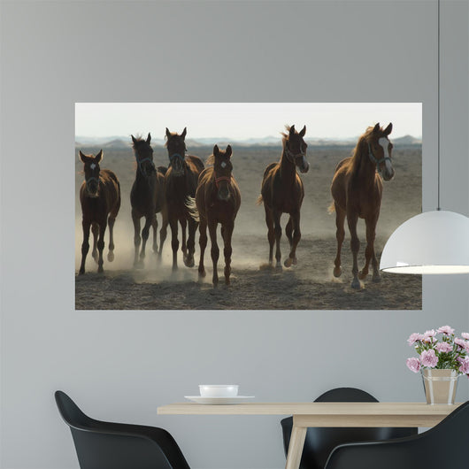 Arabian Horses Wall Mural