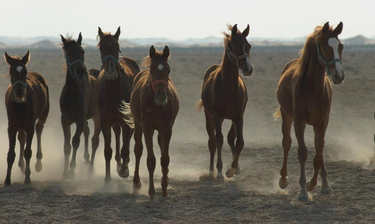 Arabian Horses Wall Mural