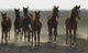 Arabian Horses Wall Mural