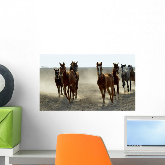 Several Arabian Horses Walking Wall Mural