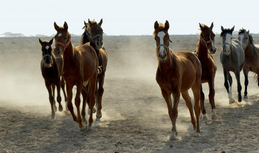 Several Arabian Horses Walking Wall Mural