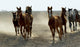 Several Arabian Horses Walking Wall Mural