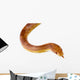 Corn Snake Wall Mural