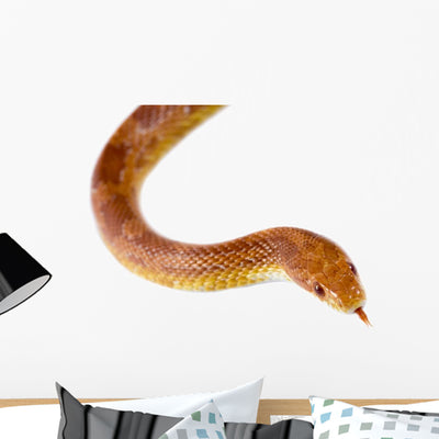 Corn Snake Wall Mural shown on a wall