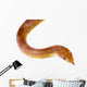 Corn Snake Wall Mural