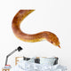 Corn Snake Wall Mural