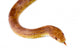 Corn Snake Wall Mural