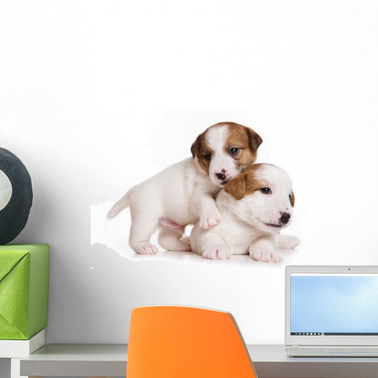 Jack Russell Terrier Puppy on White Wall Decal