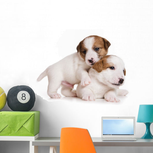 Jack Russell Terrier Puppy on White Wall Decal