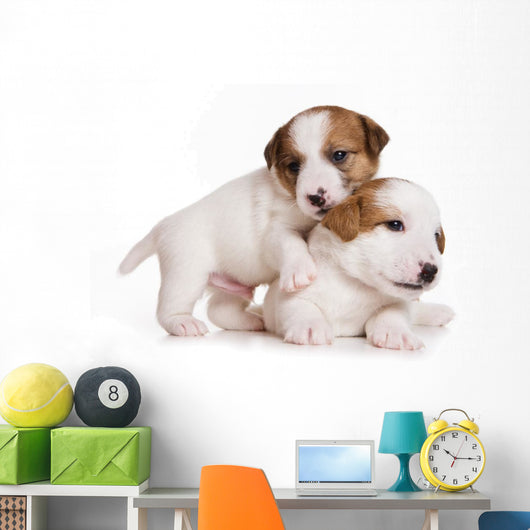 Jack Russell Terrier Puppy on White Wall Decal