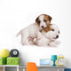 Jack Russell Terrier Puppy on White Wall Decal