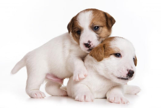 Jack Russell Terrier Puppy on White Wall Decal