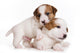 Jack Russell Terrier Puppy on White Wall Decal