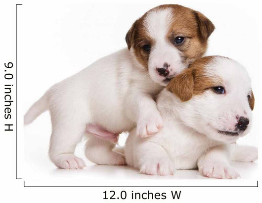 Jack Russell Terrier Puppy on White Wall Decal