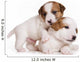 Jack Russell Terrier Puppy on White Wall Decal