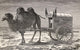 A Camel Pulling A Carriage Across The Gobi Desert, Asia Wall Mural