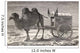 A Camel Pulling A Carriage Across The Gobi Desert, Asia Wall Mural