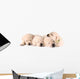 Four Sleeping Labrador Puppies Wall Decal