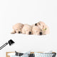 Four Sleeping Labrador Puppies Wall Decal