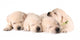 Four Sleeping Labrador Puppies Wall Decal