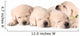 Four Sleeping Labrador Puppies Wall Decal
