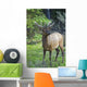 Roe Deer In Forest, Canadian Rockies,Canada Wall Mural