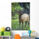 Roe Deer In Forest, Canadian Rockies,Canada Wall Mural
