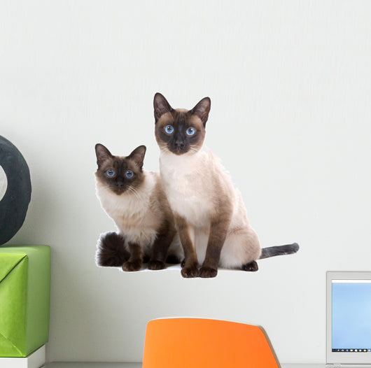Balinese Birmanese Cat White