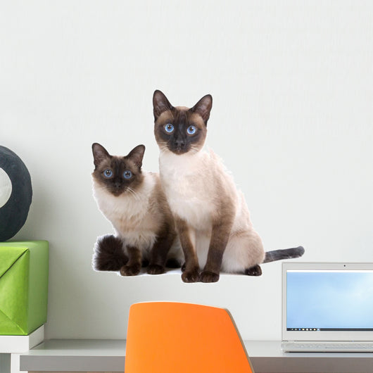 Balinese Birmanese Cat White