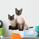 Balinese Birmanese Cat White