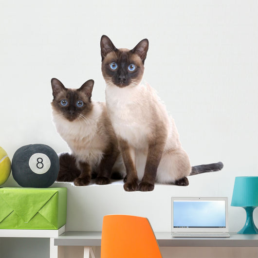 Balinese Birmanese Cat White