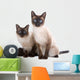 Balinese Birmanese Cat White