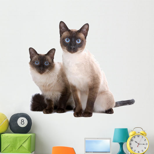 Balinese Birmanese Cat White