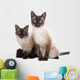 Balinese Birmanese Cat White