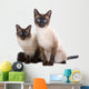 Balinese Birmanese Cat White