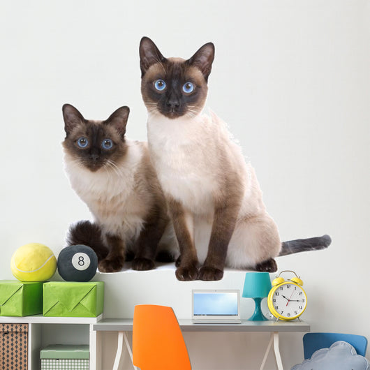 Balinese Birmanese Cat White