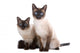 Balinese Birmanese Cat White