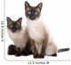 Balinese Birmanese Cat White