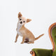 Chihuahua Isolated on White Wall Decal
