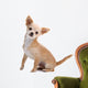 Chihuahua Isolated on White Wall Decal