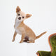 Chihuahua Isolated on White Wall Decal
