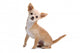 Chihuahua Isolated on White Wall Decal