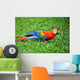 Parrot Scarlet Macaw Ara Macao Wall Mural