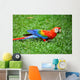 Parrot Scarlet Macaw Ara Macao Wall Mural