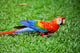 Parrot Scarlet Macaw Ara Macao Wall Mural