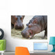 Hippopotamus