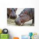 Hippopotamus