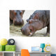Hippopotamus