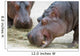Hippopotamus