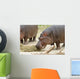 Hippopotamus